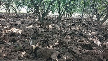 Nar bağının becərilməsi üçün torpaq şumlama/xışlama xidməti - Bağlar lalafo.az -da Nar bağının becərilməsi üçün torpaq şumlama/xışlama xidməti - Bağlar