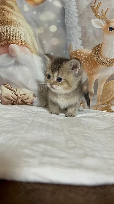 heyvanlar: 100 ile 500 arasi cins saf qan saqlam pisiklerimiz var sekilde olmayan — 10