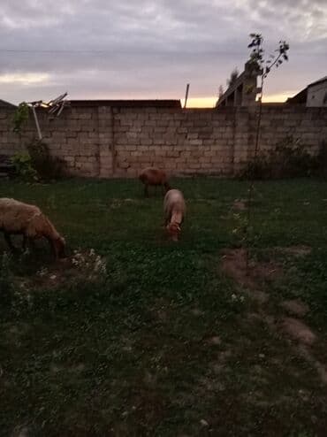 südlü inekler: Самка, Qala, лет: 1, 50 кг, Для мяса, Для разведения, Для молока, Платная доставка — 2