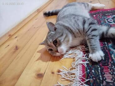 bakida cins ineklerin satisi: Şinşilla, Erkək — 2