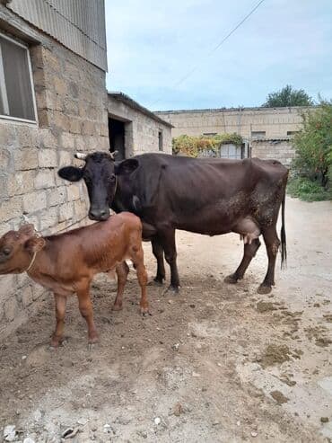 heyvan bazari inekler: Inəklər, öküzlər — 1