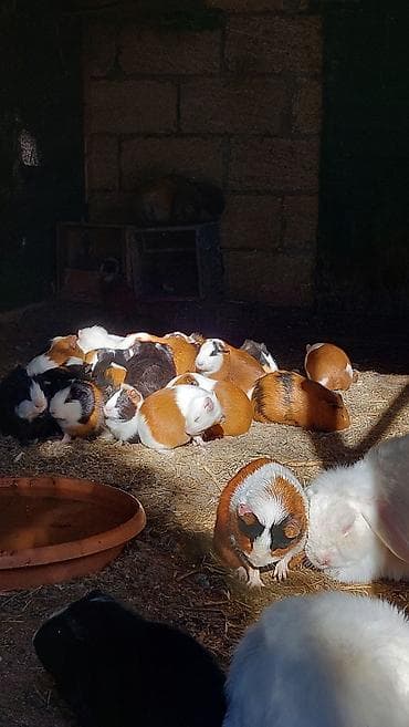 Птицы: Wekilde gorduyunuz Deniz donuzlari satilir saglamliqlarina cavabdexem — 3