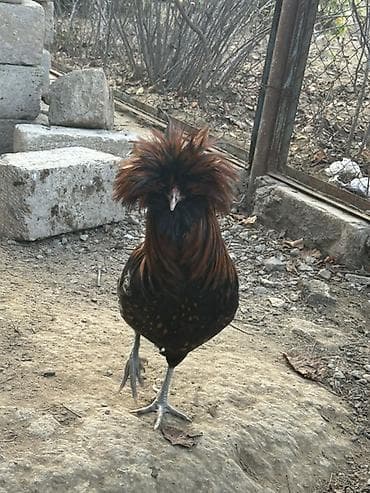ankona toyuq: Toyuq, Damazlıq — 1