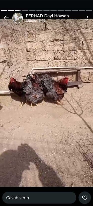 sumatra toyuqlari: Toyuq, Damazlıq, Pulsuz çatdırılma — 27