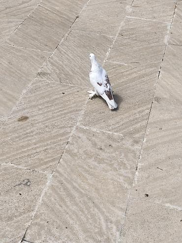 quşxana satılır: Erkey - Rəng: əsasən ağ, qanad və bel hissəsində açıq qəhvəyi ləkələr — 1