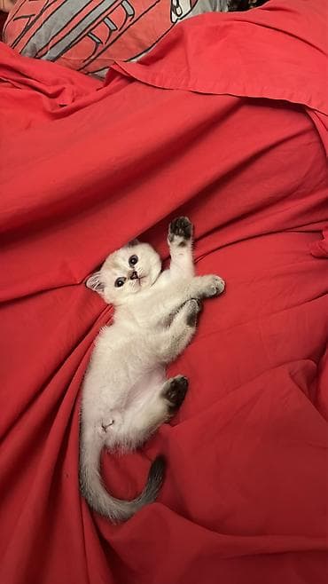 Кошки: Британская — 1