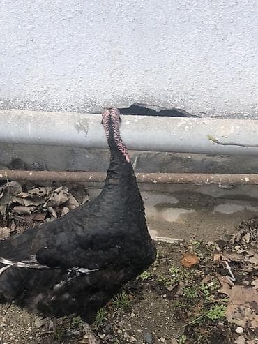 hindusqa satisi: Qara hind toyuğu - Növ: Hind toyuğu (qara rəngli) - Rəng: Tam qara — 3