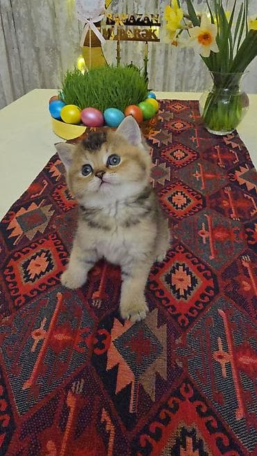 Quşlar: Qızıl şinşilla — 7