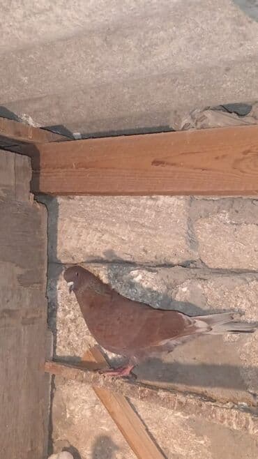 arpanın qiyməti: 4ədəd quşdu içində 1 ədəd türk göyərçini var onun tək qiyməti 30 — 2