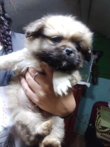 liqorin toyuğu: Balaca, oyuncaq ölçülü balalar – qısa burunlu, iri, parlaq gözlü və — 5