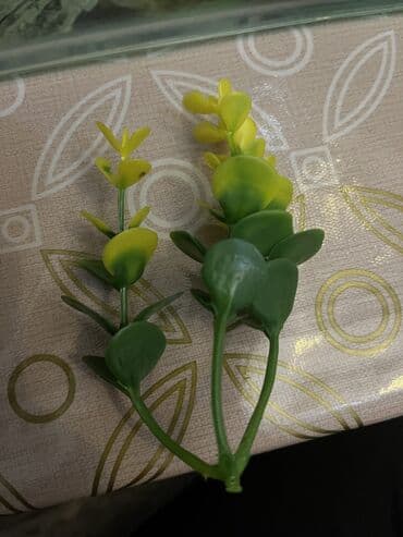 Digər heyvanlar: Betta (Petuşok balığı), Sülhsevər — 3