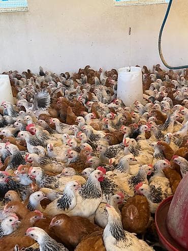 Satış: əti-yumurta yönümlü kənd toyuqları (qarışıq rənglər: ağ-qara — 4