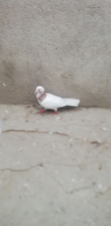 тап аз птицы: Məhsul: Göyərçinlər (cüt) Təsvir: - Ağ əsas rəngdə, boyun və kürək — 2