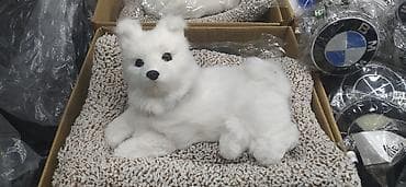 Salam eziz musderilermiz yeni gelen masin siti ucun itlermiz geldi