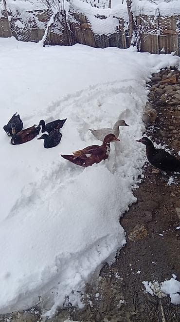 ana ari satisi: Putun növ heyvanların satışı var size ne cür heyvan lazimdasa bize — 3