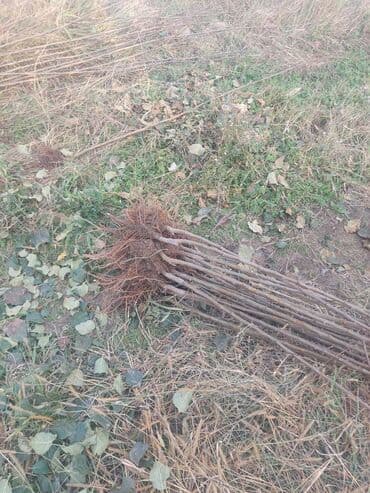 zeytun sirniyyat quba: Satış: ağac tingləri (köküstü açıq və torpaq komlu) Məhsul təsviri: - — 1