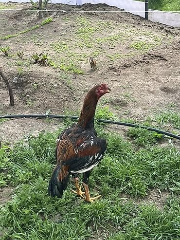 pulsuz pisik verirem: Heyratı 9aylıq Döyüşnə söz Ola Bilməz Boy Uzun Yekə Ayaq Pul Lazımdı — 2