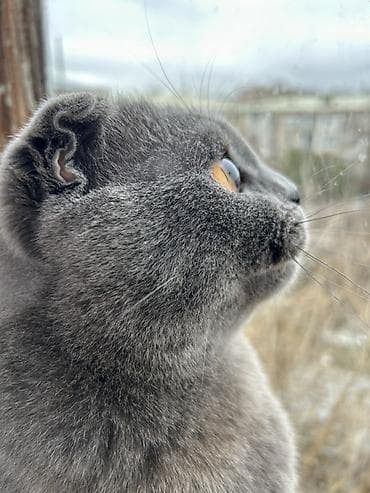 çütləşdirmək: Şotland yastı qulaq, Erkək, Cütləşmə üçün — 2