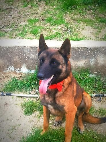 Belçika çoban iti, 2 il, Erkek, Peyvəndli