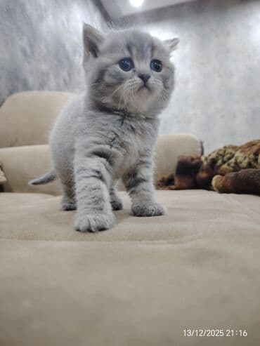 pişiy adlari: Erkək, Dişi — 8