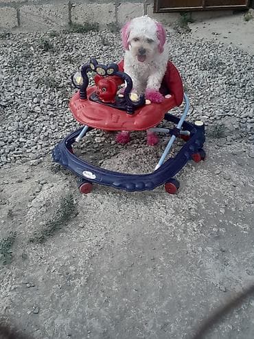 Klassik gəzinti arabası lalafo.az -da Klassik gəzinti arabası