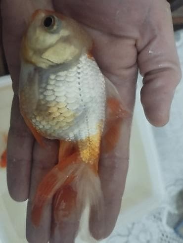 Gəmiricilər: Salam hazir bala veren iri olculu,papaqli arandalar satilir. Olcusu 15 — 8