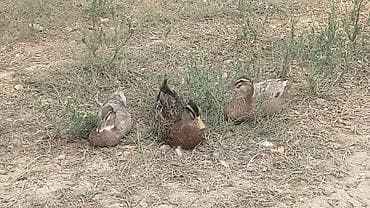 ari ailesi satisi: Ördəklər.5manatdan 25manata kimi deysiir boyuna ayına gününe yaşına — 8