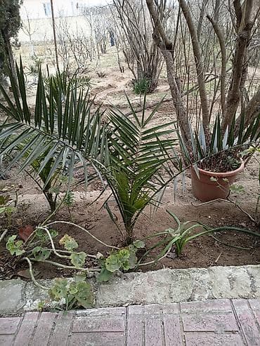 tinglərin satışı: Tropik ab-hava yaradan dekorativ xurma (palma) tingləri - Növ — 1