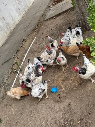 Toyuq, Yumurtalıq — 3