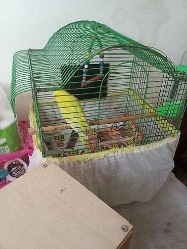 heyvan cantası: Tutuquşu cüt qəfəs aksessuarlari ilə birlikdə 35m . catdırılma var — 1