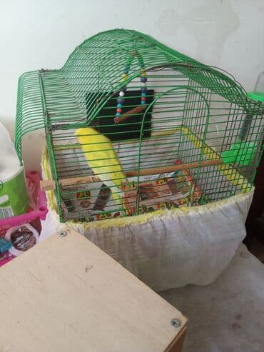 вольер для волнистых попугаев: Tutuquşu qəfəs aksessuarlari ilə birlikdə verilir . çatdırılma var — 1