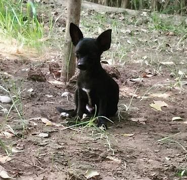 kreditle heyvan satisi: Çixuahua — 7