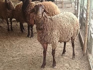 qoyun qala: Erkək, il: 1, Ətlik — 1