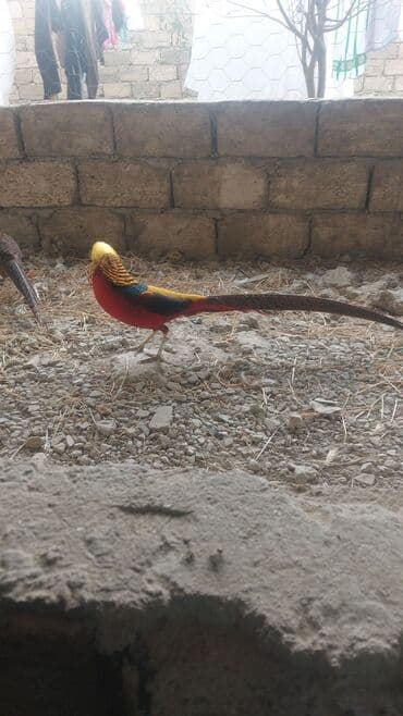 Qızıl Sülün (Golden Pheasant) – dekorativ quş - Növ: Qızıl sülün