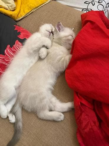 Pişiklər: Şotland — 3