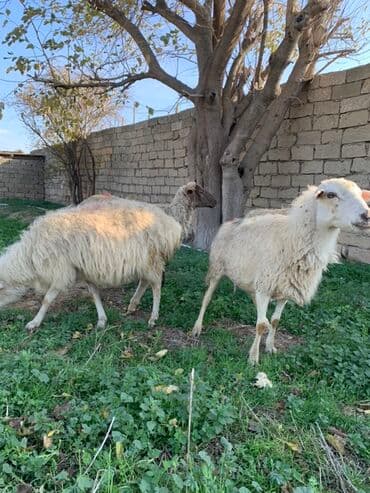 Digər kənd təsərrüfatı heyvanları: Boğaz qoyunlar satılır 5 dənə — 1