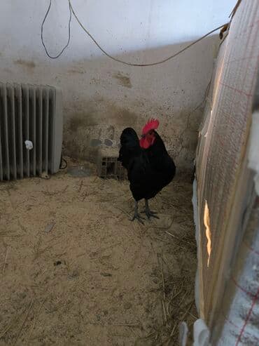 cuce ve xoruz temsil: 🐓 Cavan əsl damazlıq çox aktiv avstrolorp xoruz satıram tam sağlam iri — 3