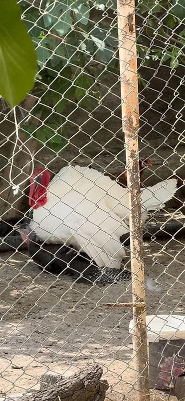 heyvan bazari keci: Erkək, Damazlıq, Ünvandan götürmə — 5