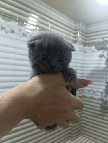 Gəmiricilər: Şotland yastı qulaq — 2