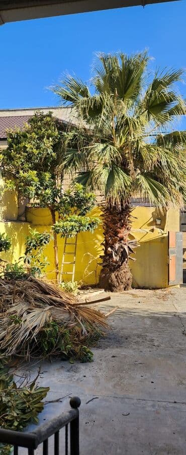 Palma agacı boyu hundurdu sekilde görsenir 10 metrdi lalafo.az -da Palma agacı boyu hundurdu sekilde görsenir 10 metrdi