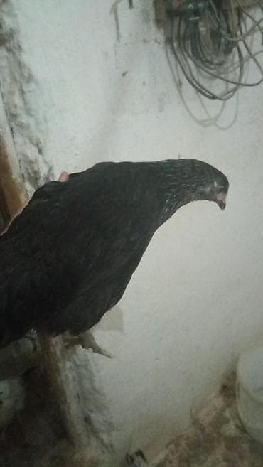 Heyvanlar üçün mallar: Baytar nezaretinde olan heyvalardir 1 kiloqrama kimi diri cekisi gelir — 1