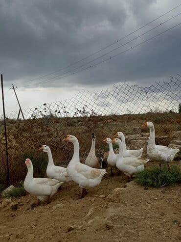 2 ayliq cuceler: Erkək, Ətlik, Ünvandan götürmə — 3