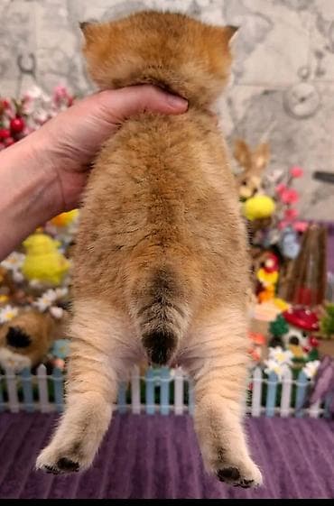 ana bala inək: British tipli balaca pişik balaları - Növlər: Şotland qıvrıqqulaq — 2