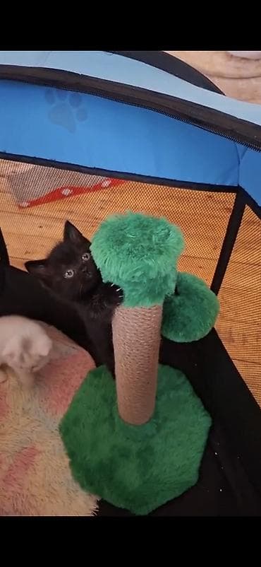 menks pisikleri: Britan, Dişi — 3