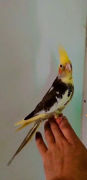 Попугаи: Tam ele örgenmiş danışmağa meyilidi erkeydi saglamliqna soz ola bilməz — 3