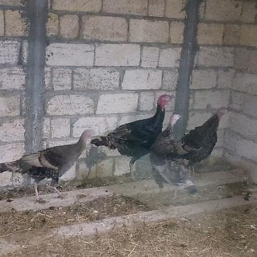 hinduska balasi: Самка, Для мяса — 2