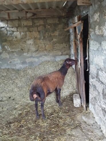 qurbanlıq qoyun: Qala cinsi qoc 7 Aylinq diri cekib 9 azn unvandan goturmek sertiyle — 5