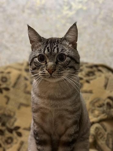 Tabbi, Erkək, Yaxşı əllərə