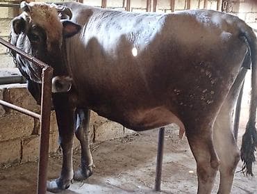 Рогатый скот: Ətlik Maldı Bakı Malıdı Super kokdu Real alcısansa zeng ele Başı Boş — 3