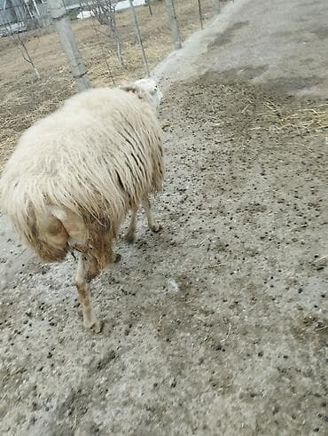 Птицы: Самец, лет: 2, Для разведения — 9